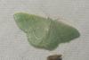 Phaiogramma etruscaria